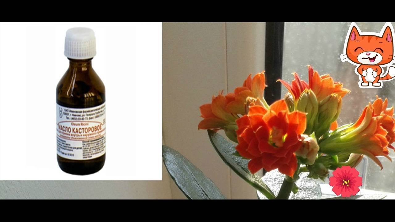 Касторовое масло для комнатных цветов как удобрение: нюансы использования для полива растений