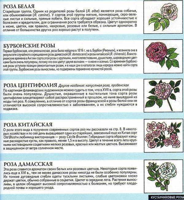 Роза лавиния: что нужно знать для успешного выращивания