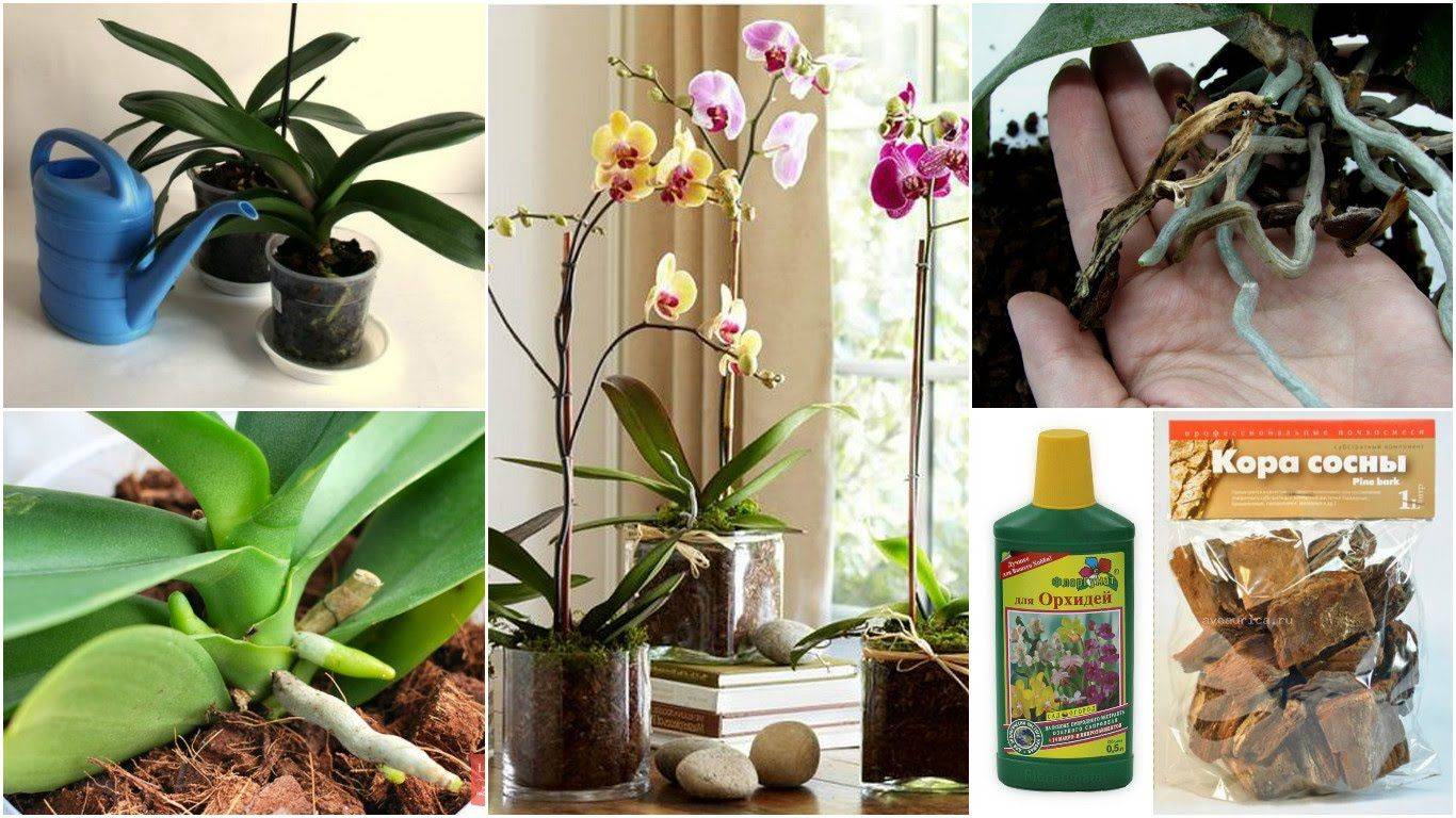 Как заставить цвести орхидею фаленопсис в домашних условиях