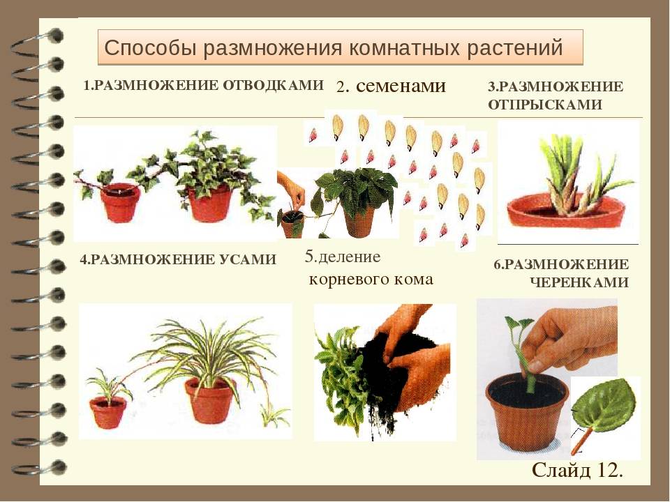 Комнатное растение кислица: виды, уход в домашних условиях