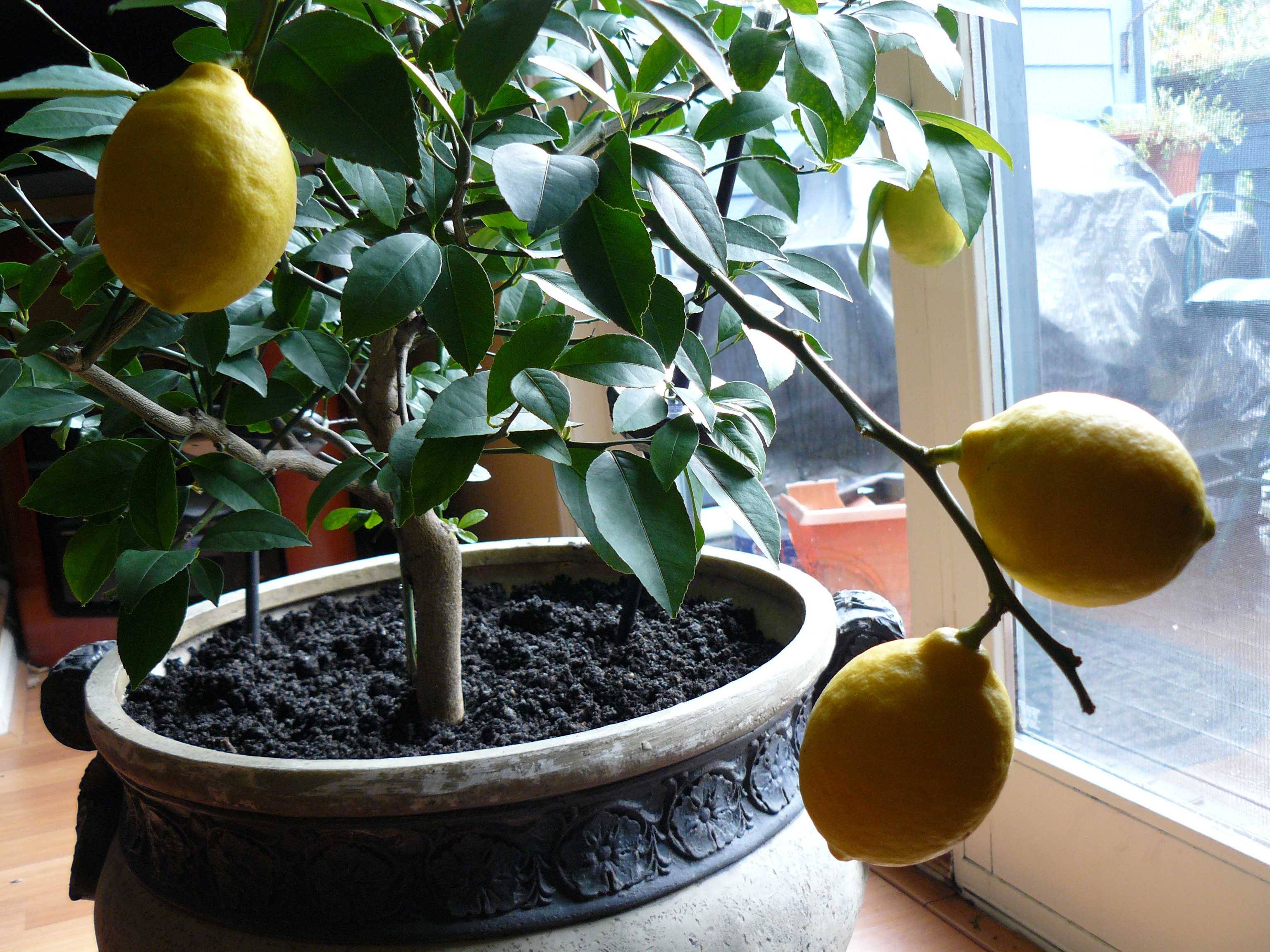 Выращивание и уход за лимонным деревом в домашних условиях