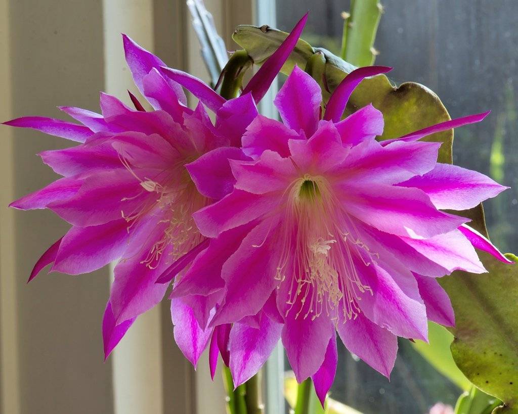 Цветок эпифиллум: 12 видов с описанием и фото, уход