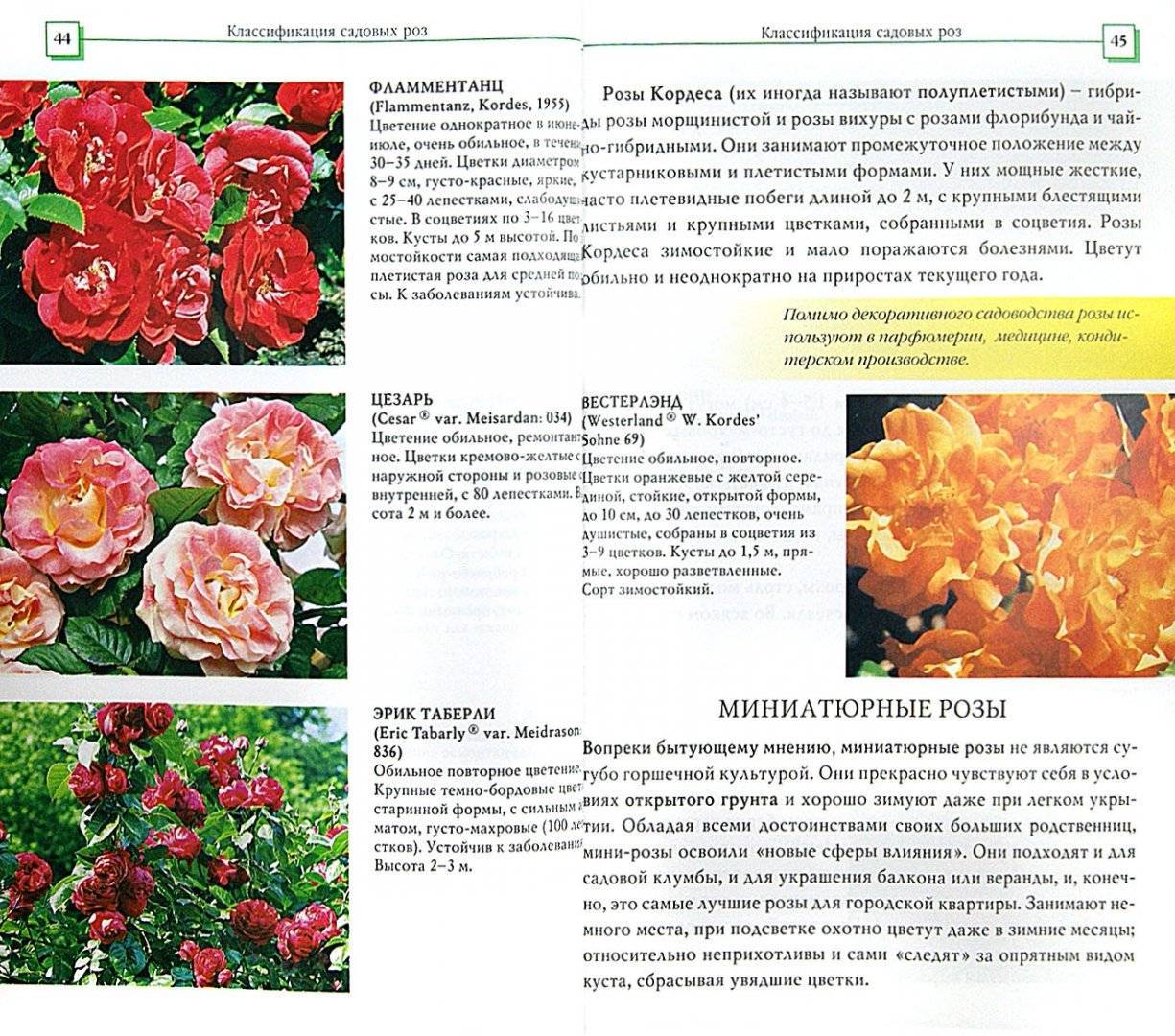 Описание плетистой розы сорта лагуна: разновидности цветка, посадка и уход