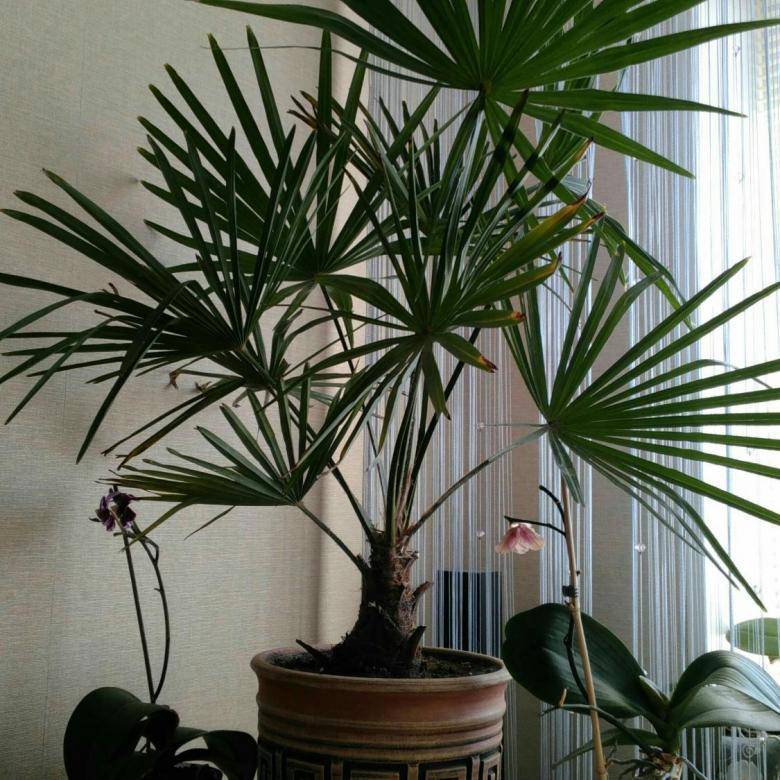 Пальма ливистона: 5 видов с фото и уход в домашних условиях