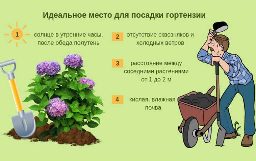 Можно ли вырастить гортензию дома в горшке? чем подкормить гортензию для цветения? гортензия: посадка и уход - sadovnikam.ru