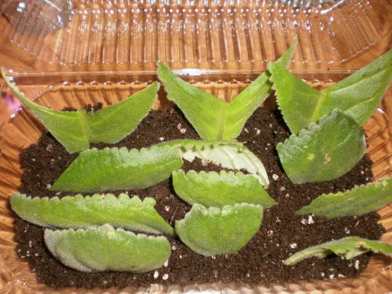 Как вырастить глоксинию из семян и листа в домашних условиях