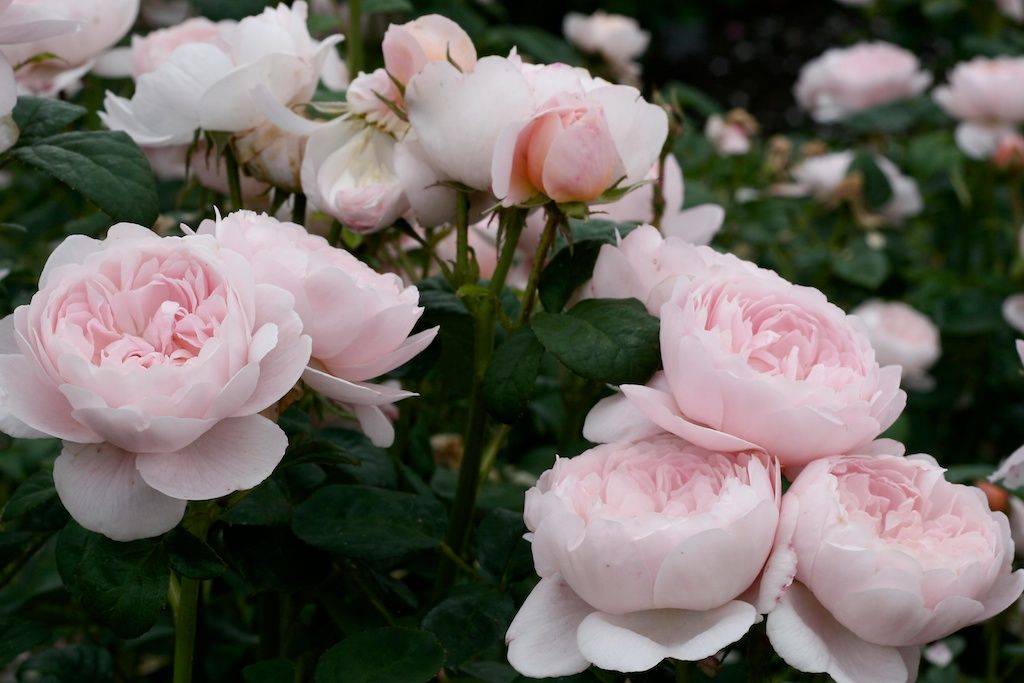 Роза квин оф свиден (queen of sweden) — описание сорта