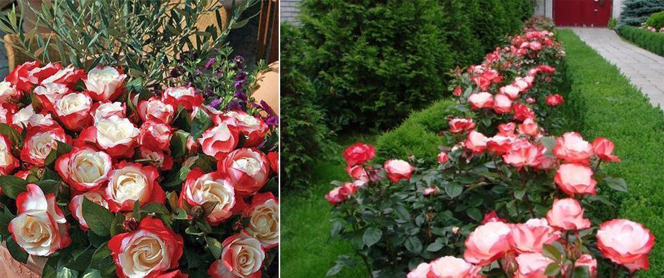 Особенности посадки чайно-гибридной розы бельведер: выращивание кустового сорта