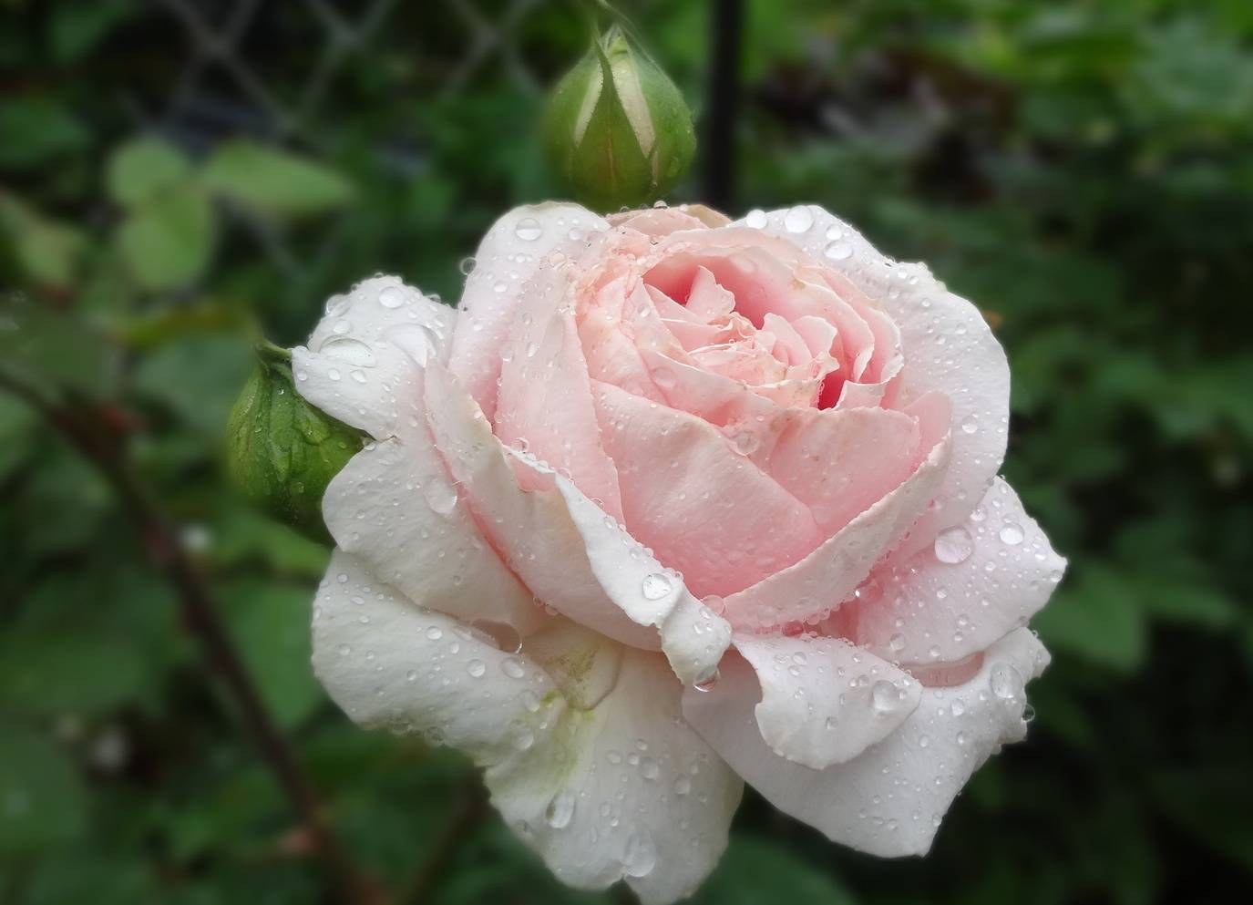 Роза фредерик мистраль: сорт с массой наград и достоинств | чудогрядка.рф | дзен