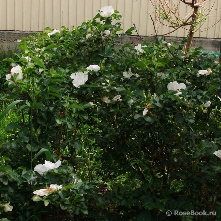 Посадка и уход за канадской парковой розой луиза багнет: агротехника