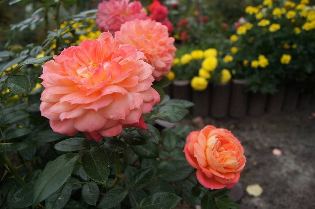 Роза флорибунда – посадка и уход, описание сортов и выращивания