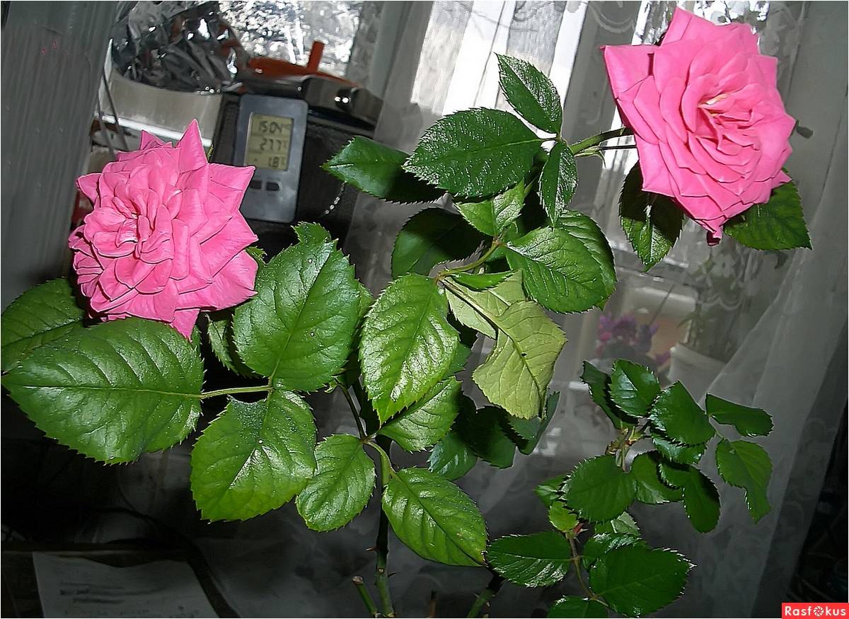 Китайская роза: уход в домашних условиях, размножение, обрезка
