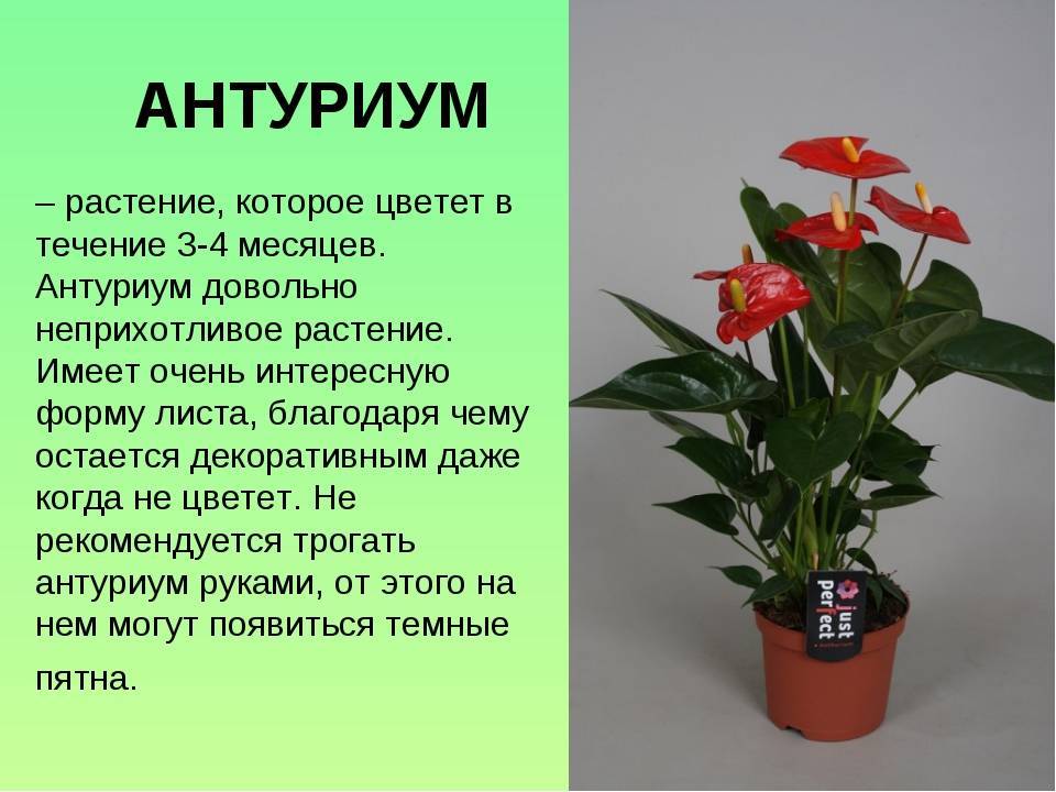 Популярные виды комнатных растений с красными цветами