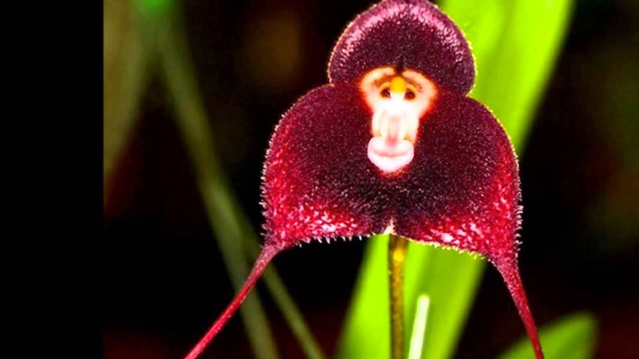 Орхидея дракула или обезьянья мордочка: описание сорта и особенности выращивания