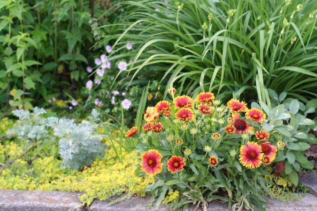 Гайлардия многолетняя: посадка и уход, выращивание из семян, размножение, когда сажать, фото цветов в ландшафтном дизайне