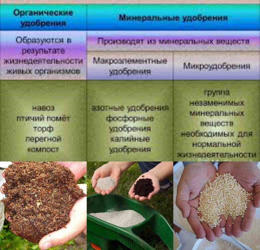 минеральные и органические удобрения