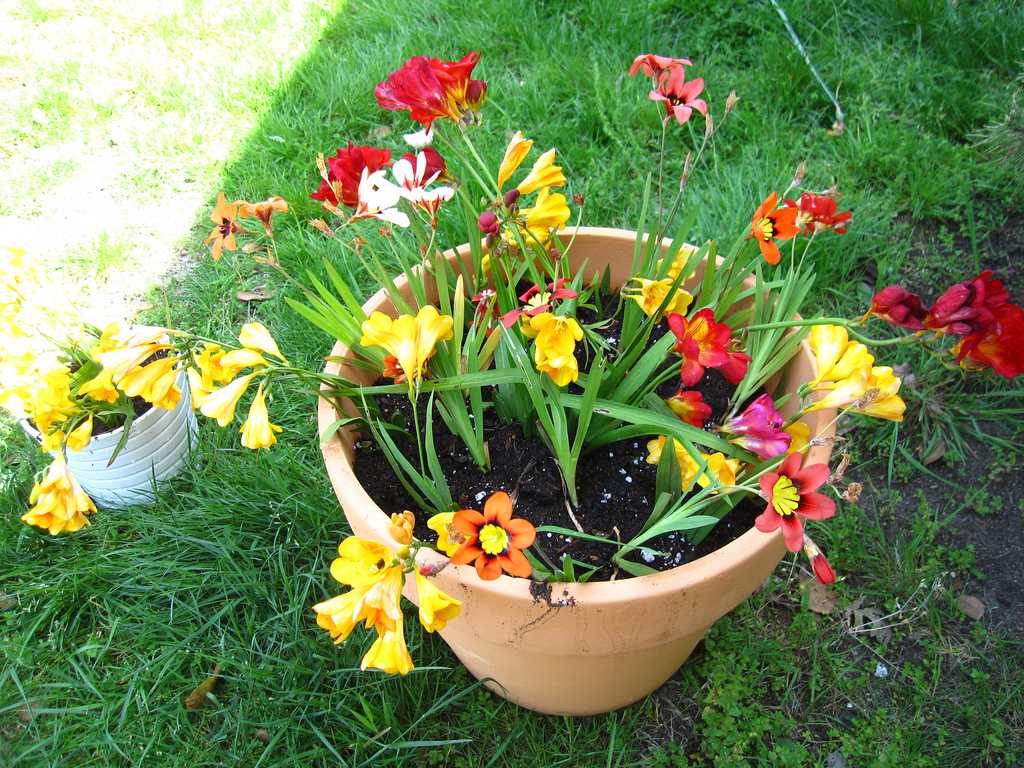 Цветок фрезия: выращивание в открытом грунте и дома, посадка и уход