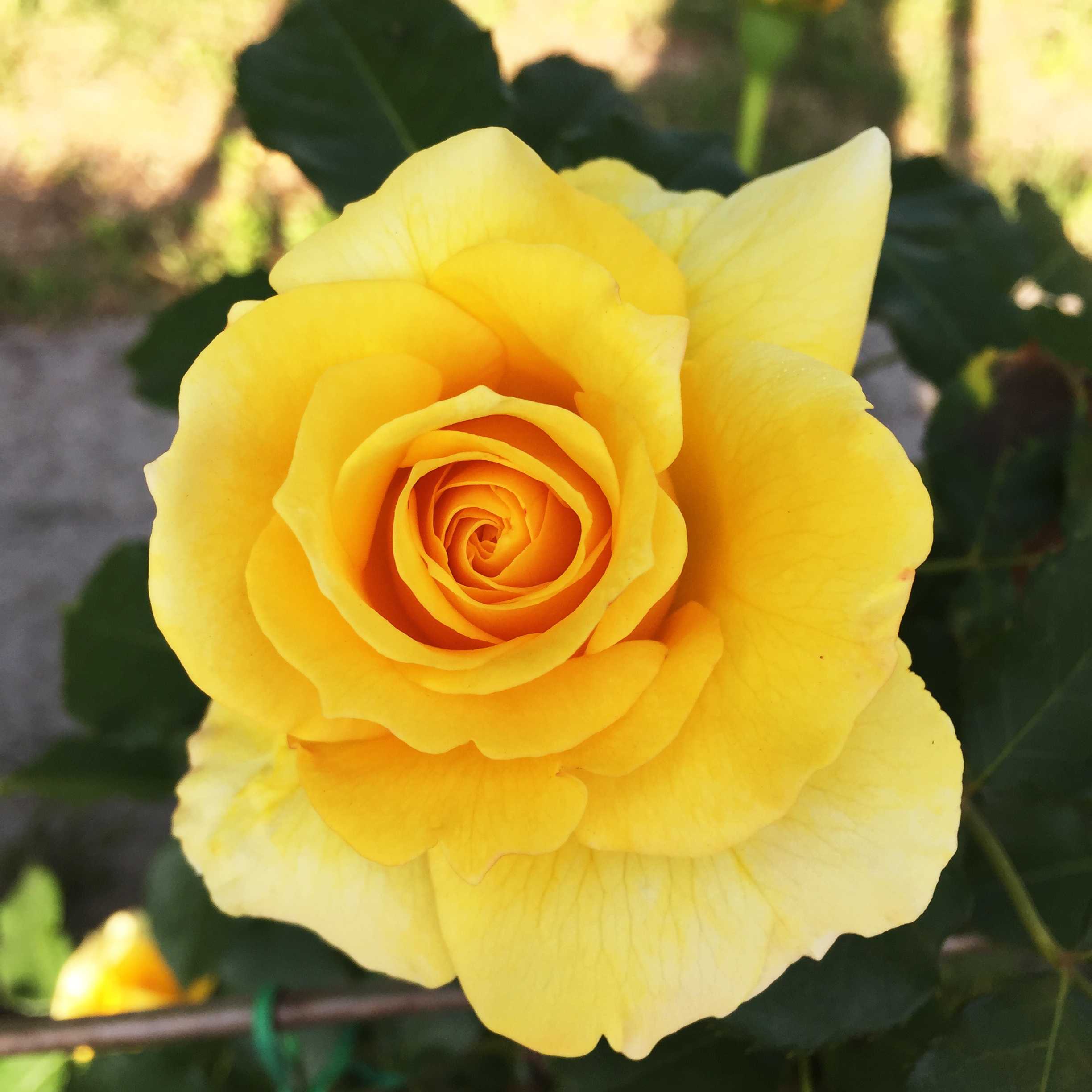 Роза фрезия: выращивание и уход
