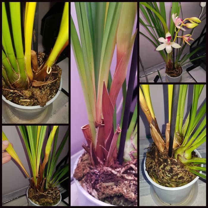 Орхидея цимбидиум: уход в домашних условиях, фото