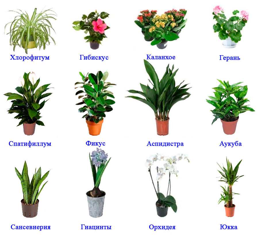 Растения на букву м - список по названиям