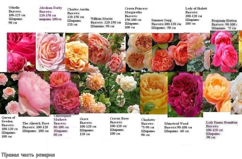 Роза лидия: описание, посадка, уход, болезни и вредители, размножение