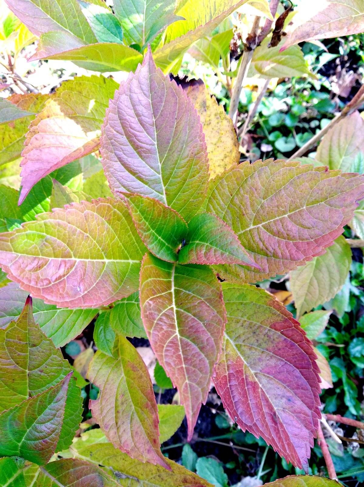 Болезни листьев у гортензии: описания с фото и способы лечения