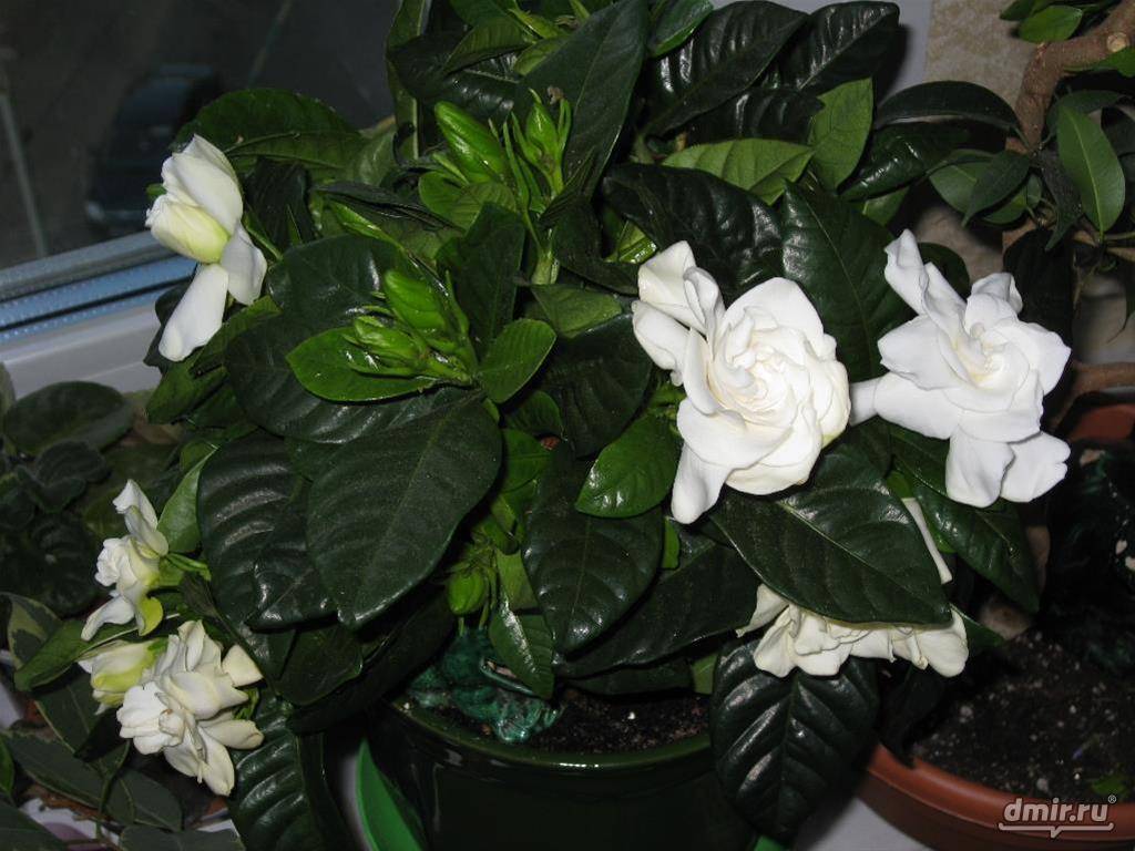 Гардения жасминовая (gardenia jasminoides): уход в домашних условиях