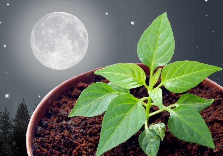 Растения и фазы луны