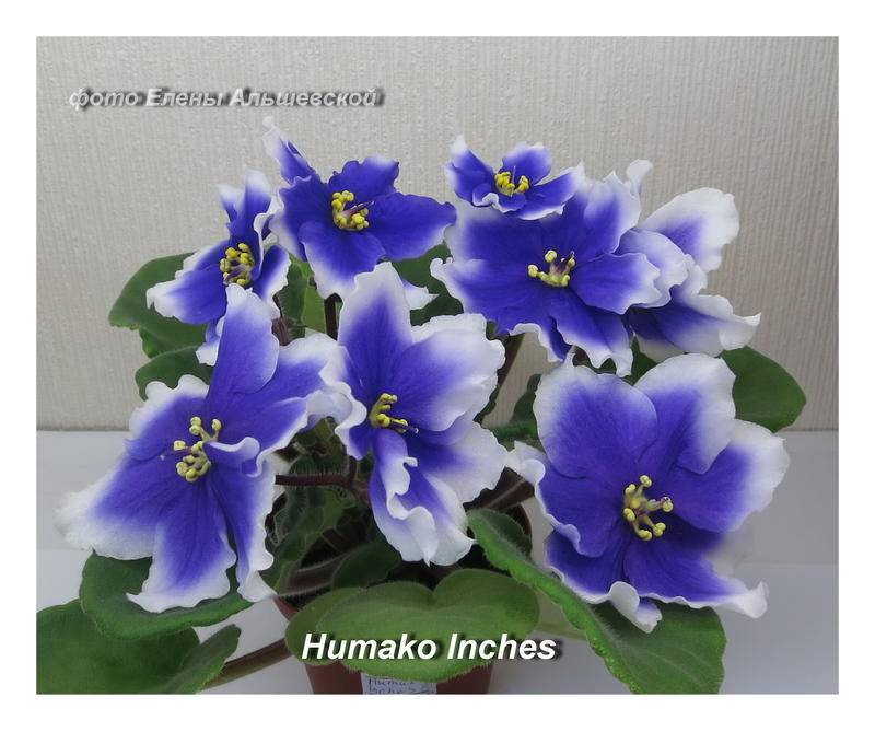 Фиалка humako inches — особенности растения