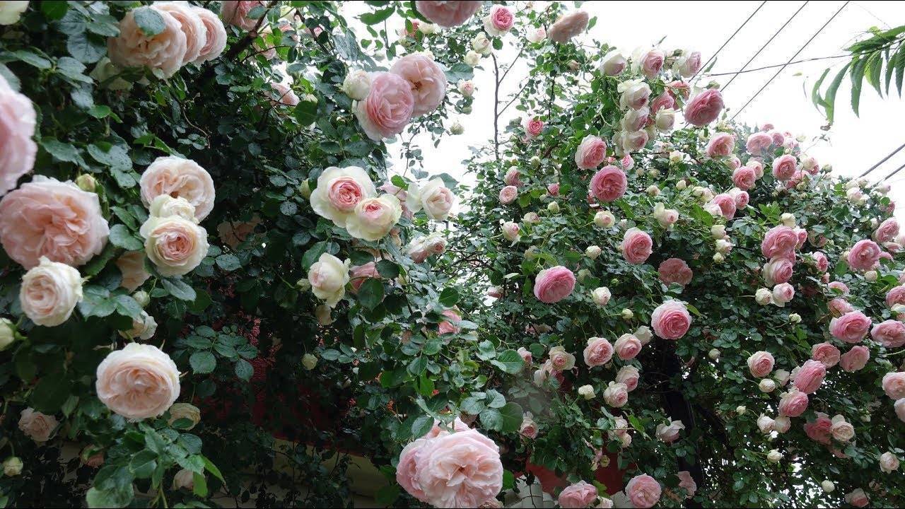 Вьющаяся роза – посадка и уход, правильное выращивание с фото и видео