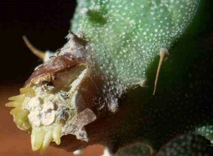 Если сгнил корень кактуса, можно ли спасти растение