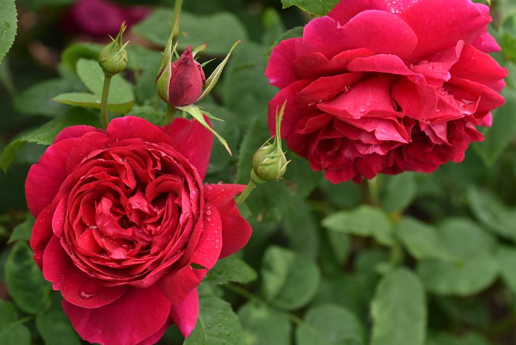 О розе эл ди брейтуэйт: описание и характеристика сорта розы лорд брейсвейт