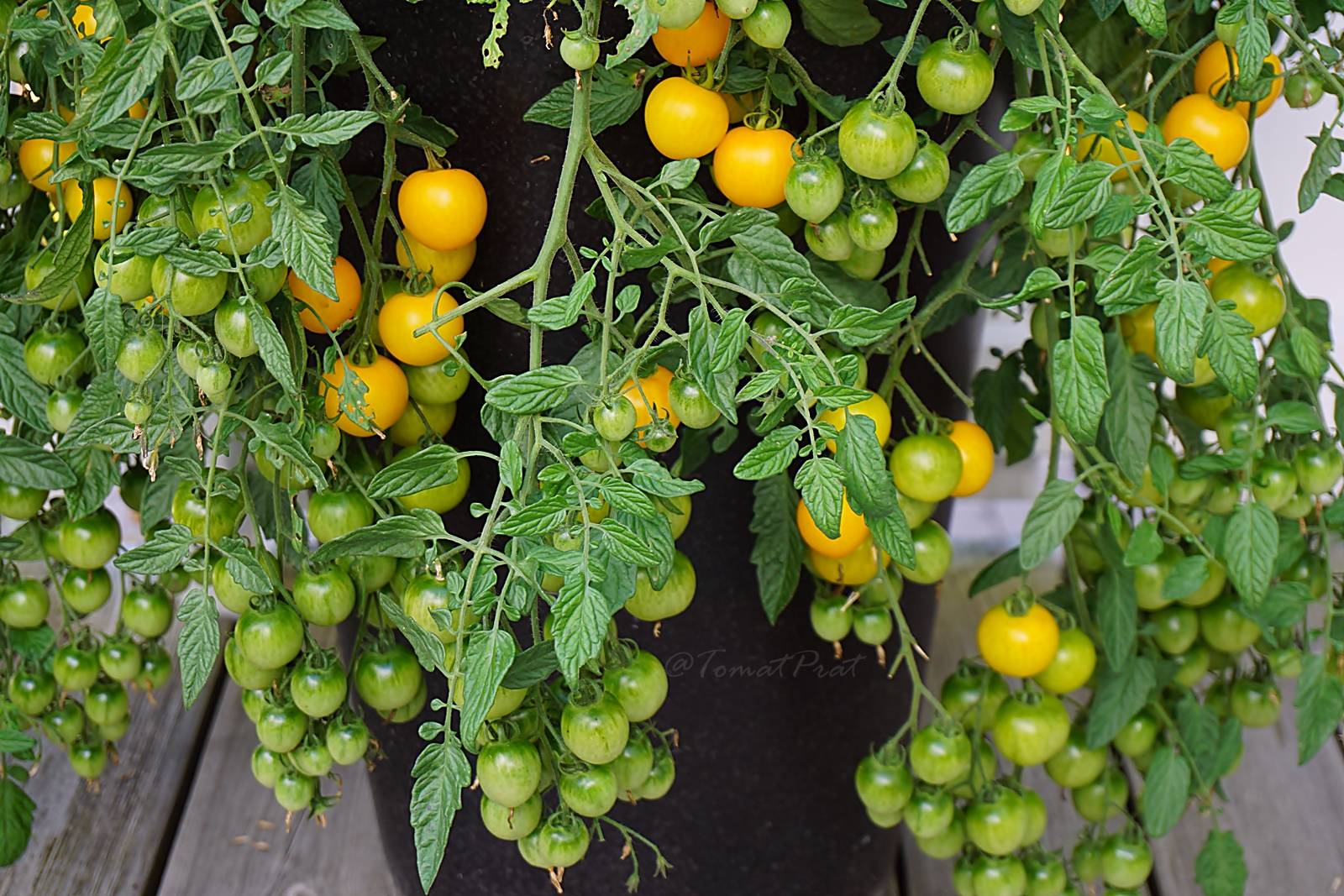 5 сортов фруктовых томатов черри — самых сладких и ярких