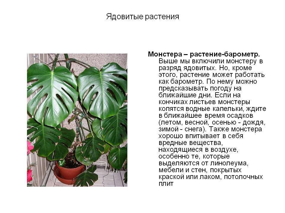 Монстера: описание, выращивание и уход за растением