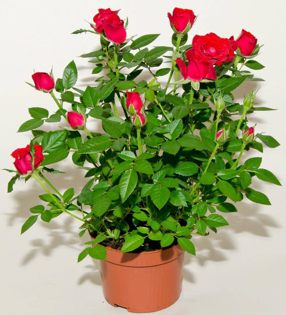 Фото роза с шипами – название и описание сортов с фото, а также особенности выращивания