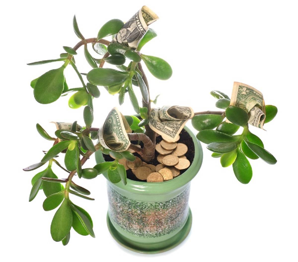 Как ухаживать за денежным деревом (толстянкой) в домашних условиях