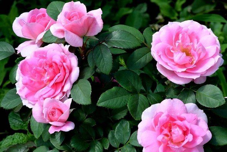 Английские и канадские розы в холодном климате. сорта и уход. фото — ботаничка