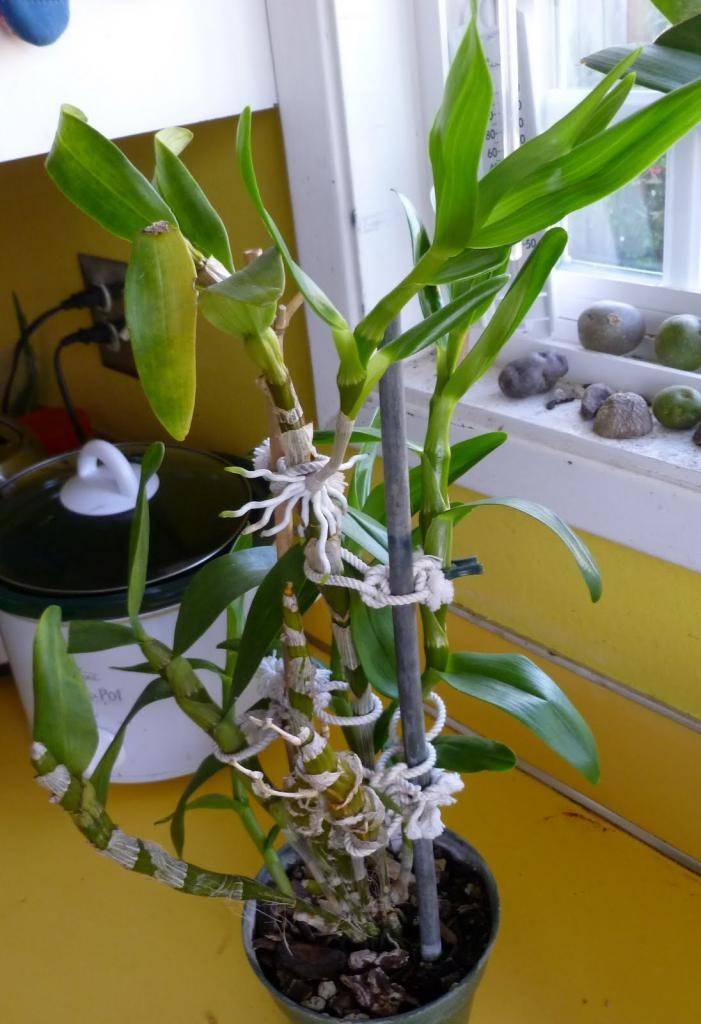 Орхидея дендробиум: уход в домашних условиях - комнатные и садовые растения, уход за ними sad-doma.net