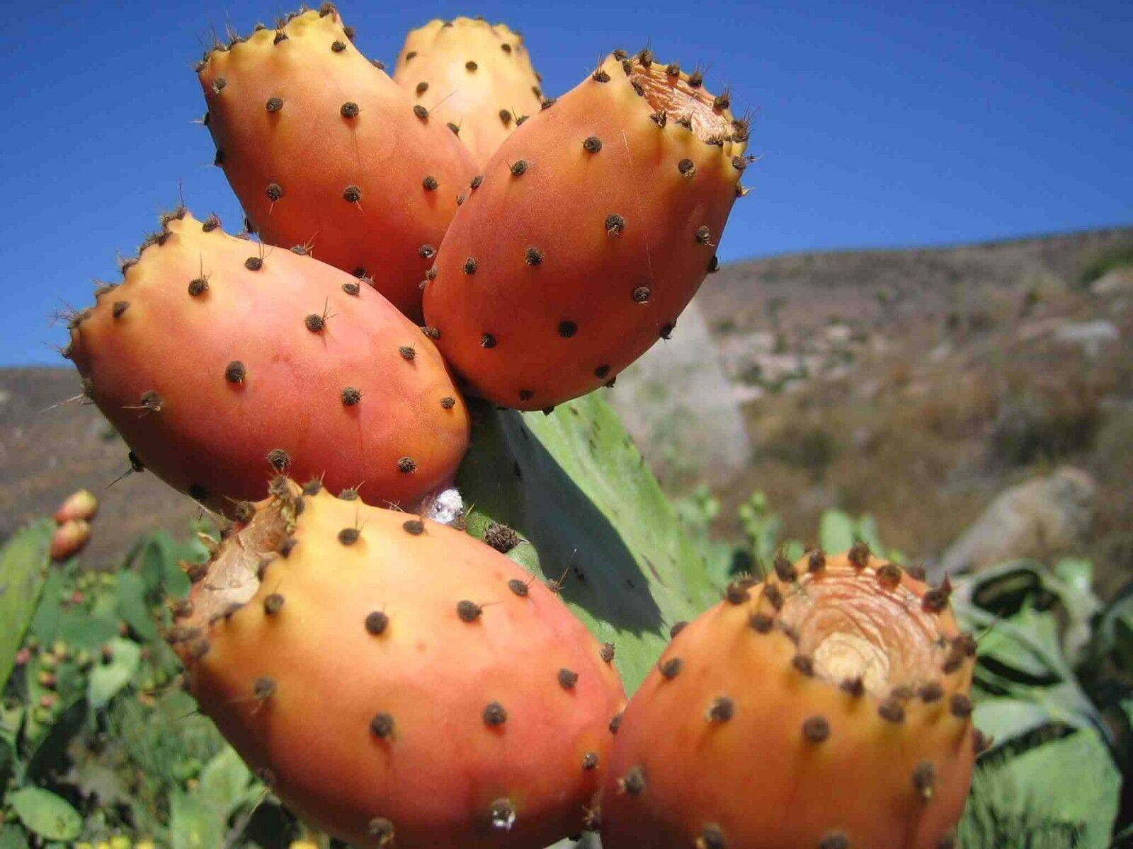 5 видов съедобных кактусов и как их правильно есть - вкусный топ