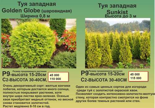 Туя восточная биота, ауреа и прочие — выращивание в россии