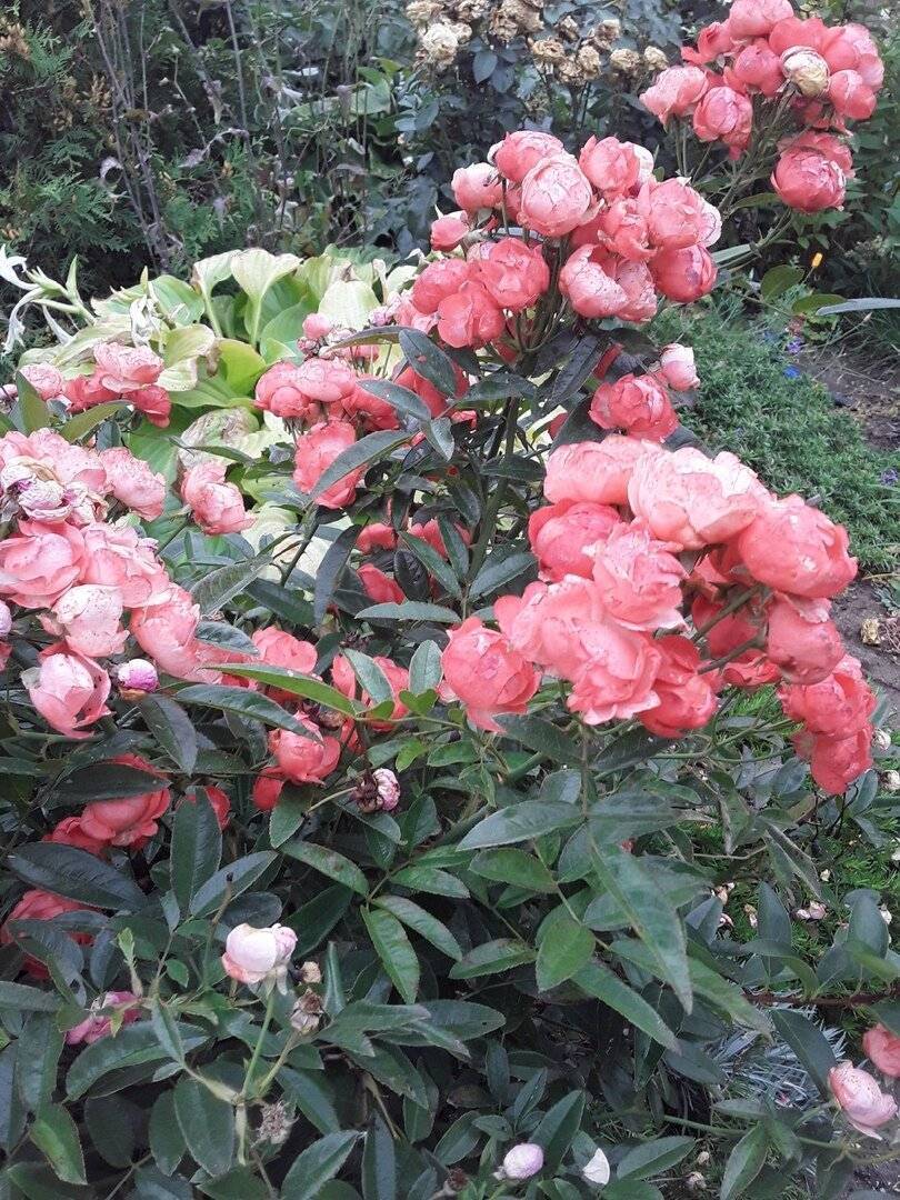 Полиантовая роза: что это такое, как выращивать из семян, уход за розовыми кустами