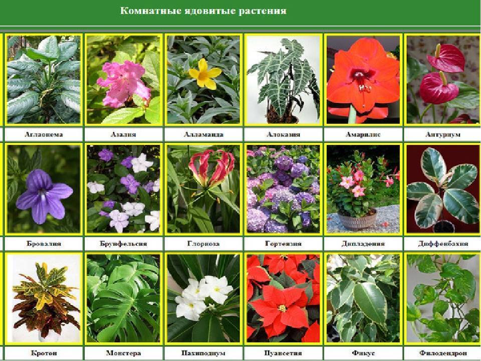 ᐉ список растений на букву м: комнатные, садовые и огородные