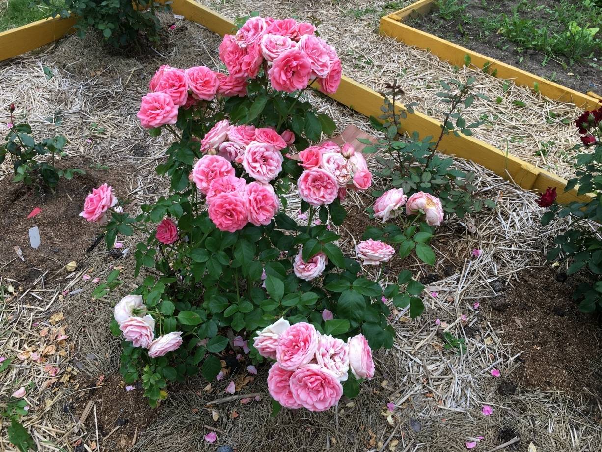 Маниту роза - описание и основные характеристики, плюсы и минусы | розоцвет