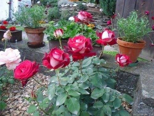 Роза осирия: выращивание и уход в открытом грунте