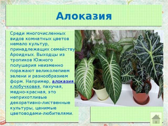Как ухаживать за представителями семейства ароидных в комнатных условиях на supersadovnik.ru