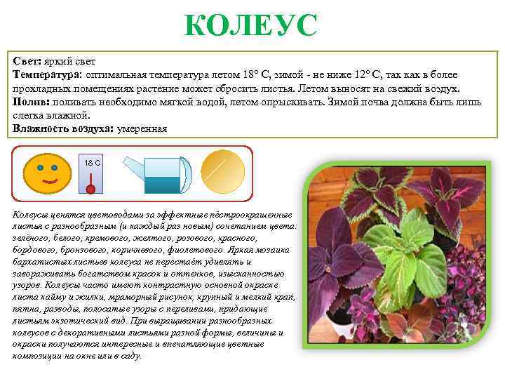 Колеус: описание, виды и сорта, выращивание из семян