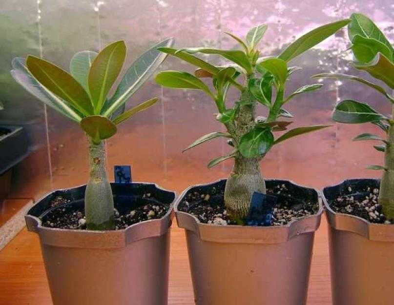 Адениумы из семян: выращивание, уход в домашних условиях, пошаговая инструкция