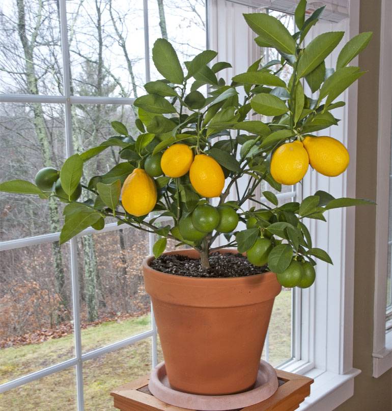 Лимонное дерево: уход в домашних условиях, полив, подкормка и обрезка растения