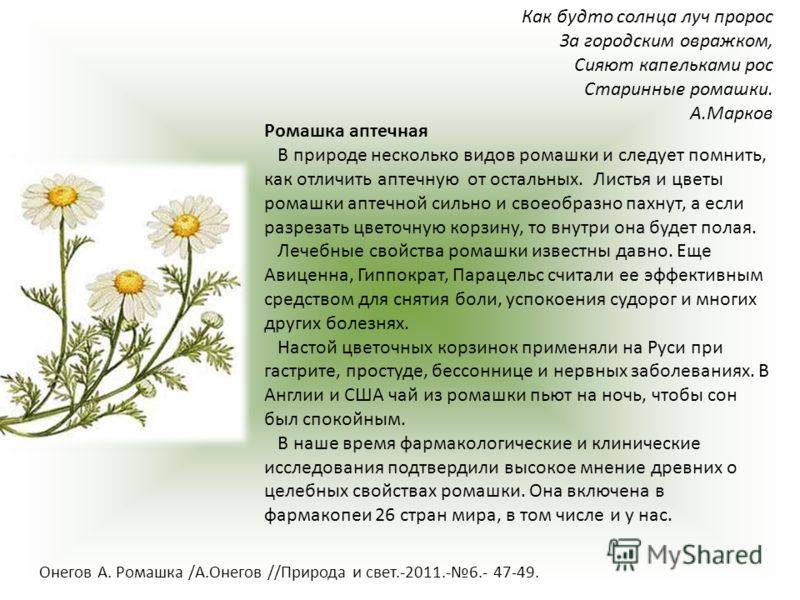 Аптечная ромашка - лечебные свойства и противопоказания, инструкция по применению цветков ромашки