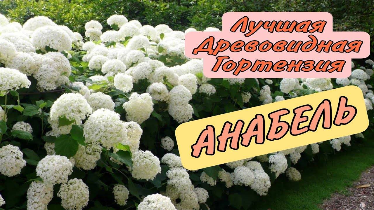 Древовидная гортензия стронг аннабель: особенности выращивания — sad-fialok.ru — про сад и цветы